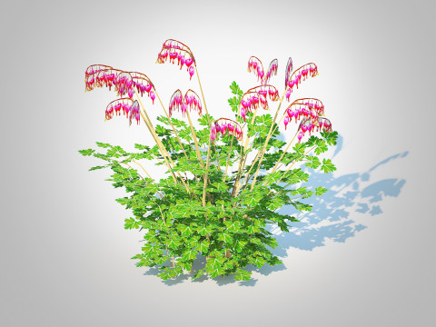 Dicentra spectabilis - Gold Bleeding Heart Model 3D