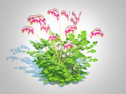 Dicentra spectabilis - Gold Bleeding Heart 3D Model