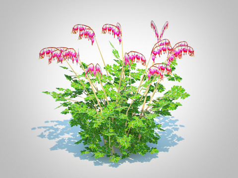 Dicentra spectabilis - Gold Bleeding Heart 3D Model