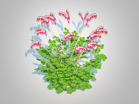 Dicentra spectabilis - Gold Bleeding Heart 3D Model