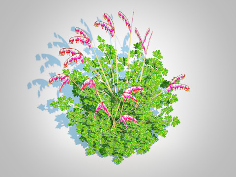 Dicentra spectabilis - Gold Bleeding Heart 3D Model
