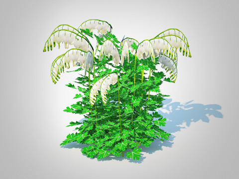 Dicentra spectabilis Alba - White Bleeding Heart 3D मॉडल