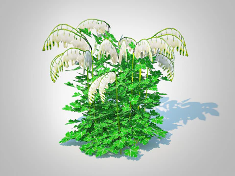 Dicentra spectabilis Alba &ndash; Wei&szlig;es blutendes Herz 3D Modell