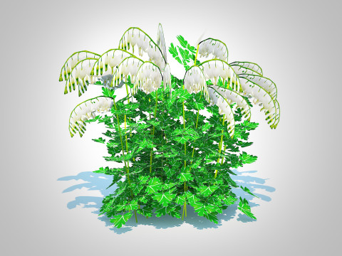Dicentra spectabilis Alba - White Bleeding Heart 3D Model