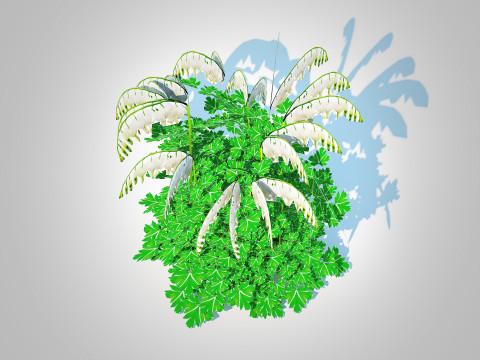 Dicentra spectabilis Alba - White Bleeding Heart 3D Model