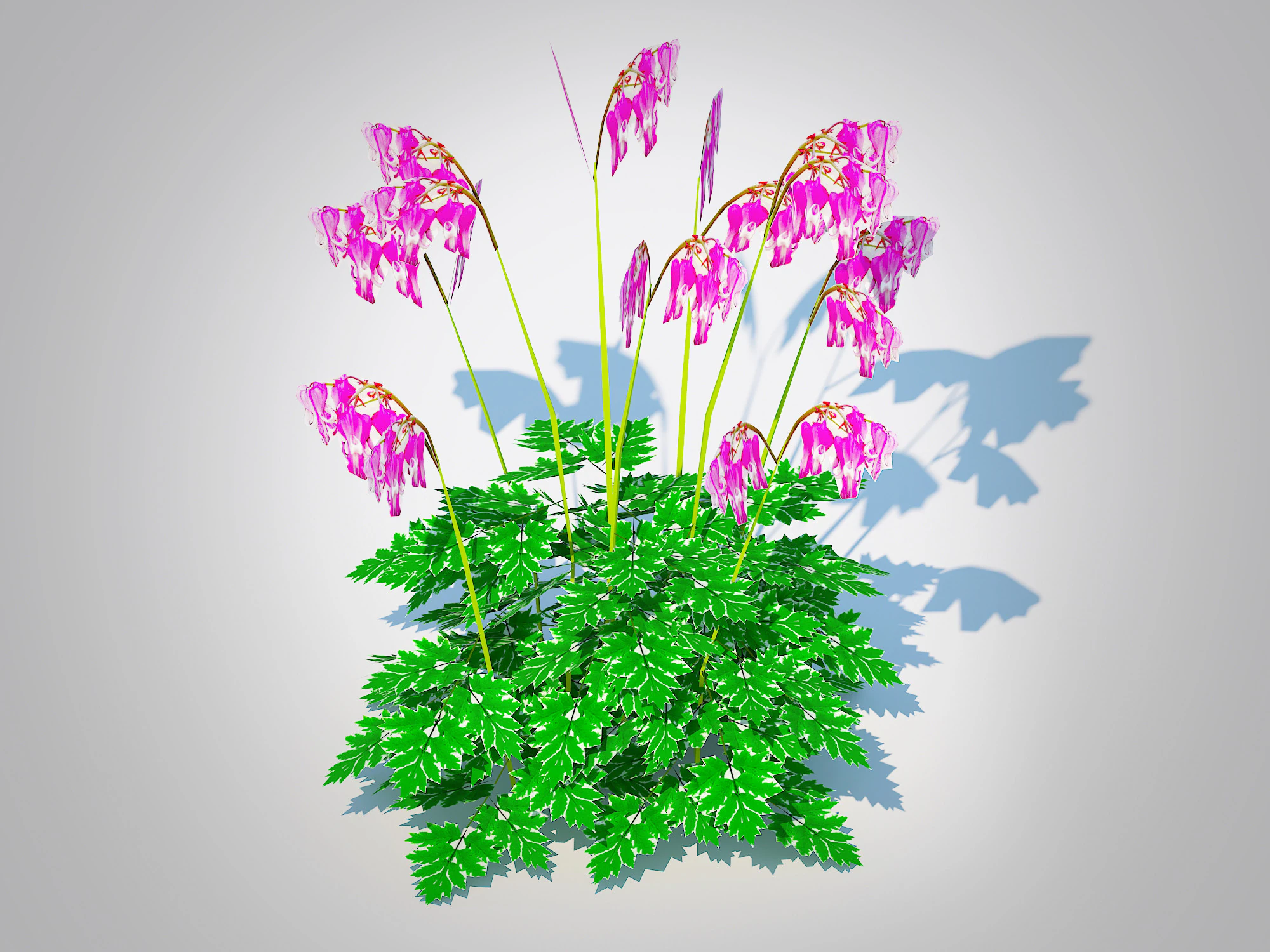 Dicentra Luxuriant - Bleeding Heart 3D Model .c4d .max .obj .3ds .fbx .stl .blend