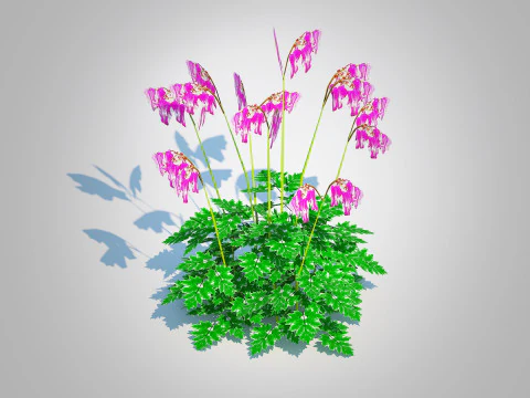 Dicentra Luxuriant - Bleeding Heart 3D Model