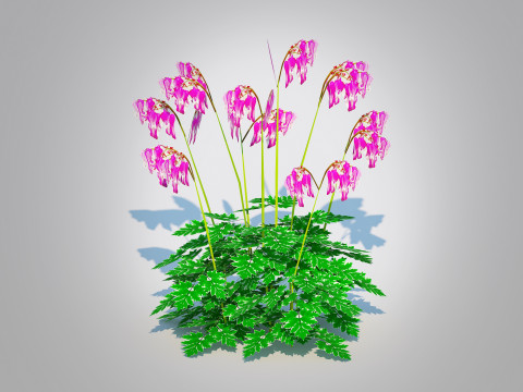 Dicentra Luxuriant - Bleeding Heart 3D मॉडल