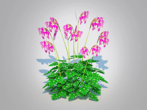 Dicentra Luxuriant - Bleeding Heart 3D Model