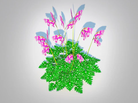 Dicentra Luxuriant - Bleeding Heart 3D Model