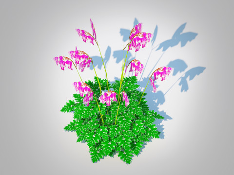 Dicentra Luxuriant - Bleeding Heart 3D मॉडल