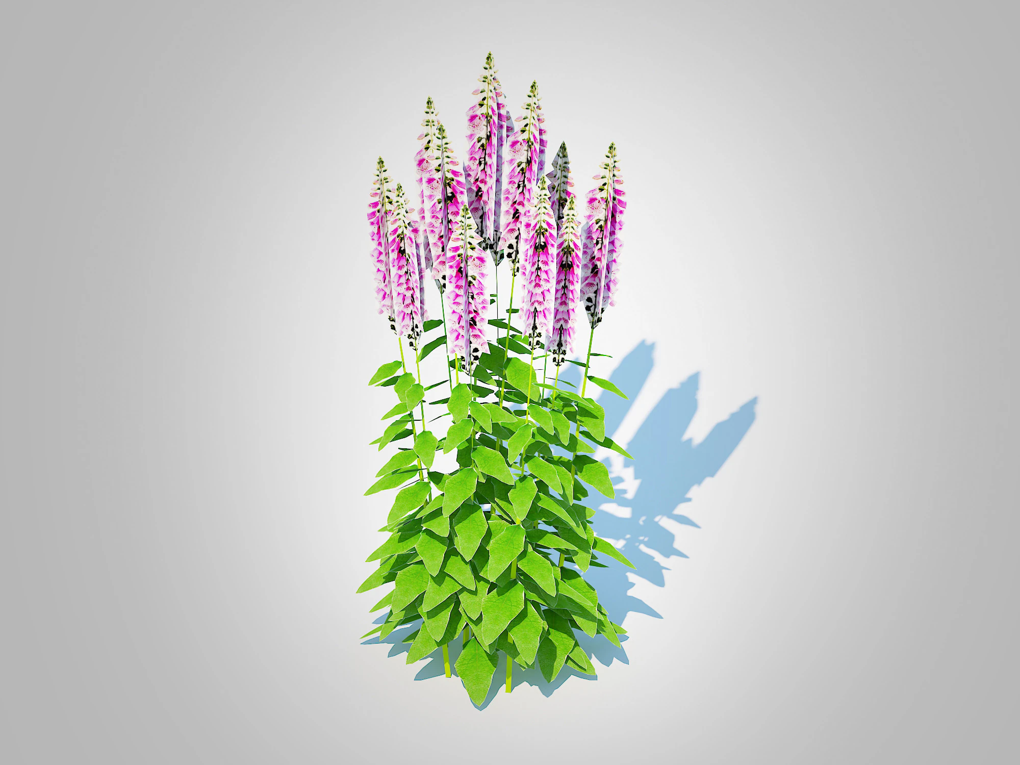 Digitalis purpurea - Common Foxglove pink 3D Model .c4d .max .obj .3ds .fbx .stl .blend 