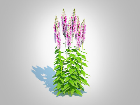 Digitalis purpurea - Common Foxglove pink Modello 3D