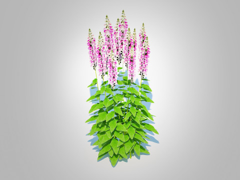 Digitalis purpurea - Common Foxglove pink Modello 3D
