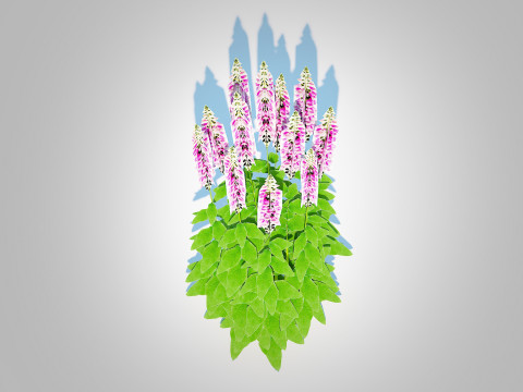 Digitalis purpurea - Common Foxglove pink Modello 3D