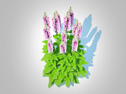 Digitalis purpurea - Common Foxglove pink 3D Model
