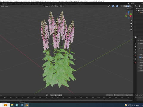 Digitalis purpurea - Common Foxglove pink Modello 3D
