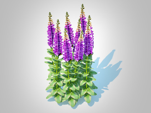 Digitalis purpurea - Common Foxglove purple 3D Model
