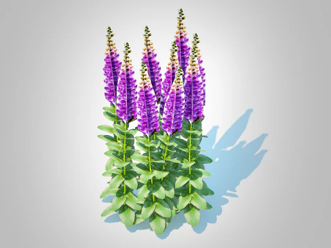 Digitalis purpurea &ndash; Gew&ouml;hnlicher Fingerhut lila 3D Modell