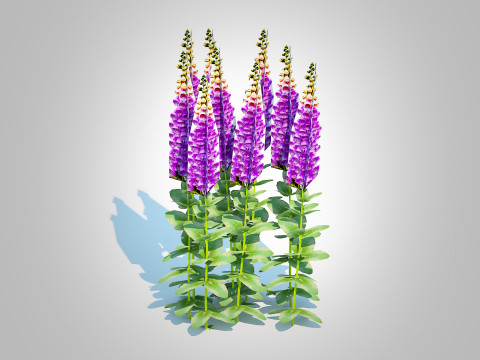 Digitalis purpurea - Common Foxglove purple 3D Модель