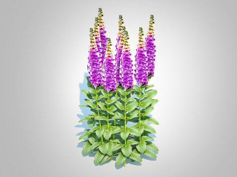 Digitalis purpurea - Common Foxglove purple 3D Модель