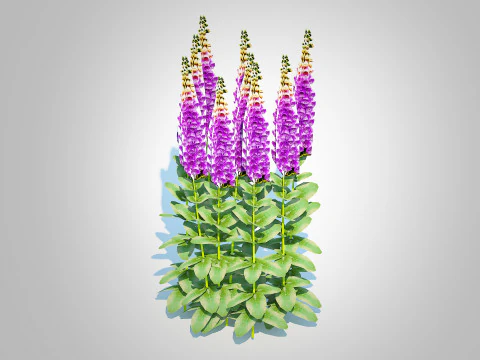 Digitalis purpurea - Common Foxglove purple 3D Model