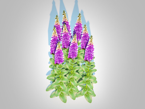 Digitalis purpurea - Common Foxglove purple 3D Модель