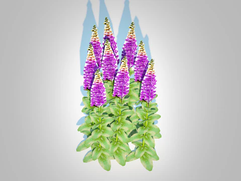 Digitalis purpurea - Common Foxglove purple 3D Model