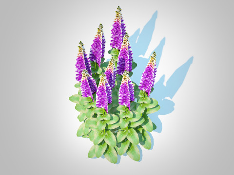 Digitalis purpurea - Common Foxglove purple 3D Модель