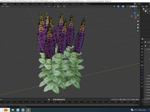 Digitalis purpurea - Common Foxglove purple 3D Модель