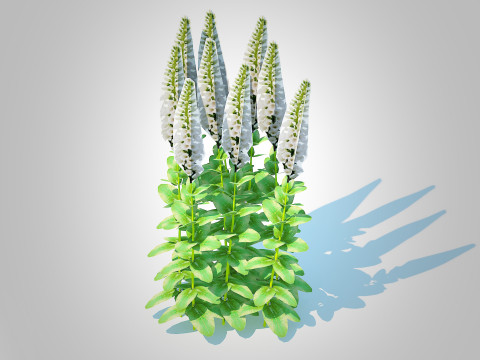 Digitalis purpurea - Common Foxglove white 3D Model