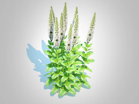 Digitalis purpurea - Common Foxglove white 3D Model