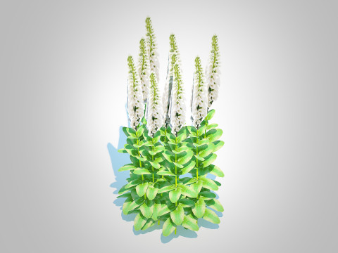 Digitalis purpurea - Common Foxglove white 3D Модель