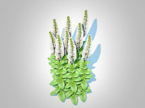 Digitalis purpurea - Common Foxglove white 3D Model