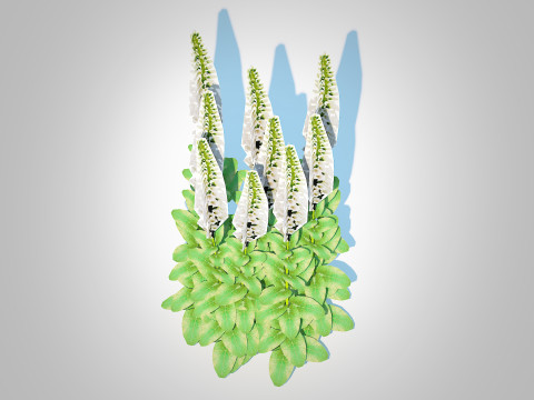 Digitalis purpurea - Common Foxglove white 3D Модель