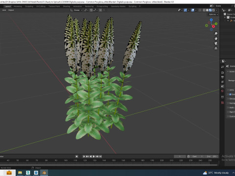 Digitalis purpurea - Common Foxglove white 3D Модель