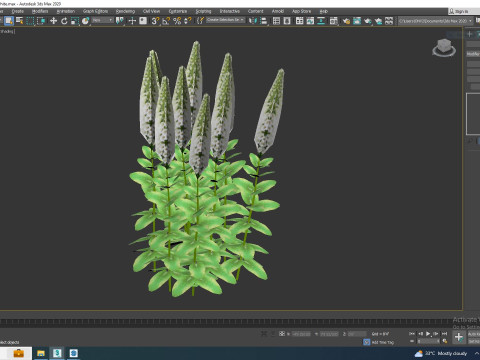 Digitalis purpurea - Common Foxglove white 3D Модель