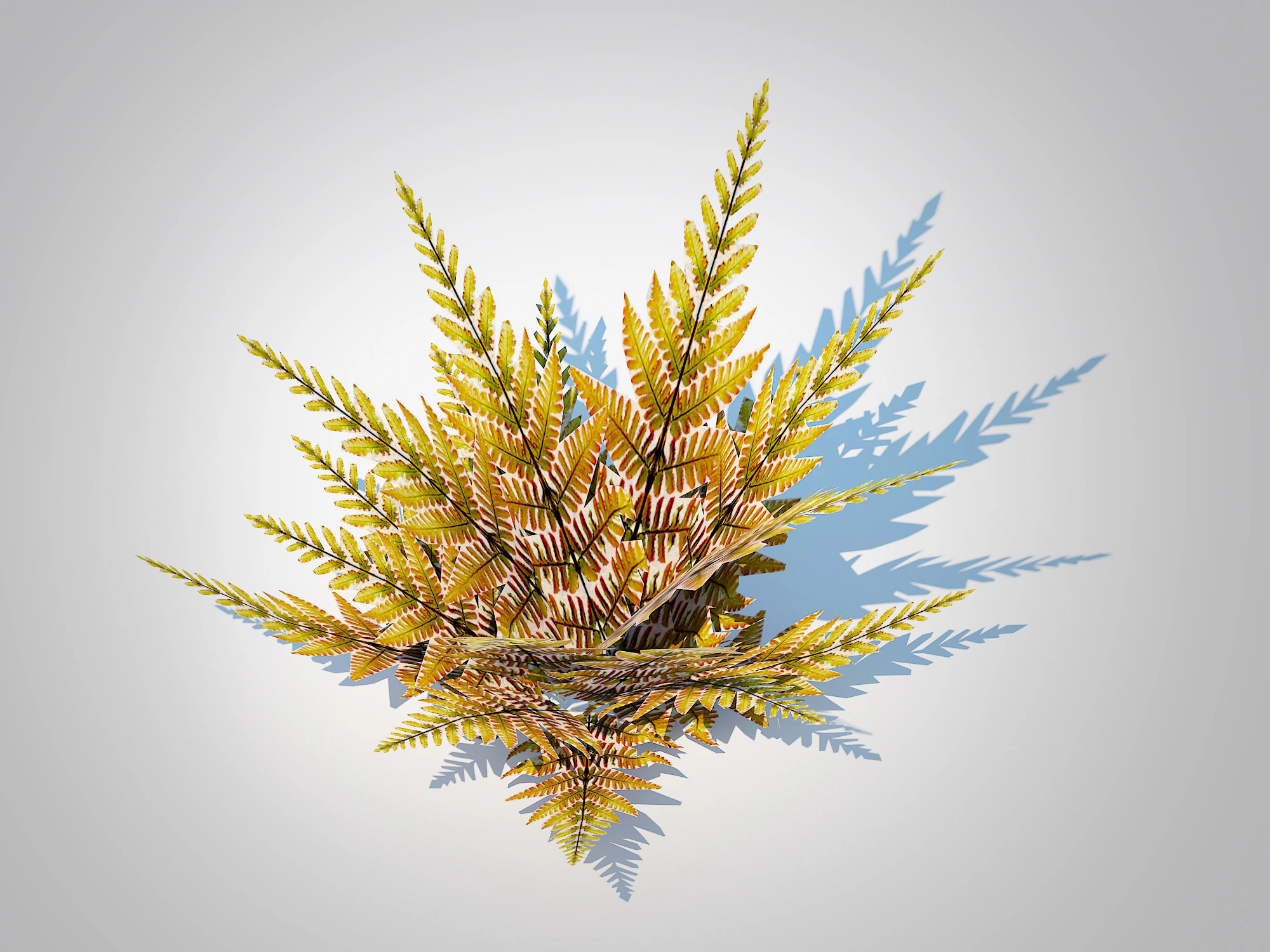 Dryopteris erythrosora - Autumn fern 3D Model .c4d .max .obj .3ds .fbx .stl .blend 