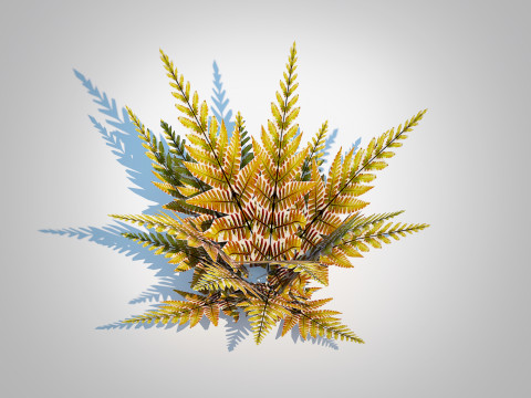 Dryopteris erythrosora - Autumn fern 3D Model