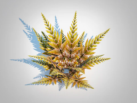 Dryopteris erythrosora - Autumn fern 3D Model