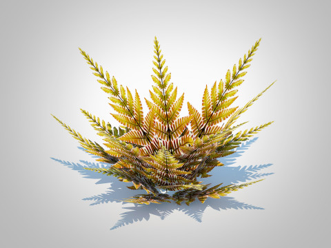 Dryopteris erythrosora - Autumn fern 3D Model