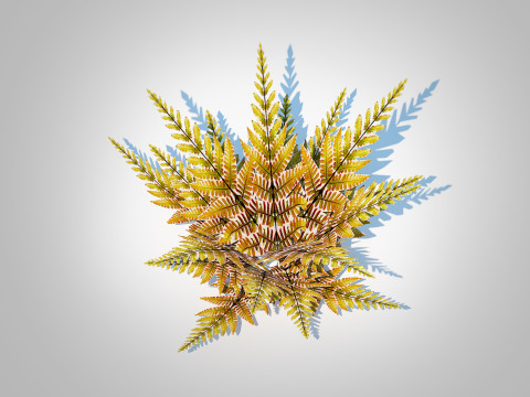 Dryopteris erythrosora - Autumn fern 3D Model