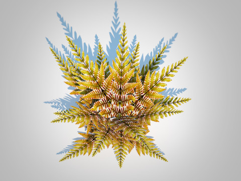 Dryopteris erythrosora - Autumn fern 3D Model