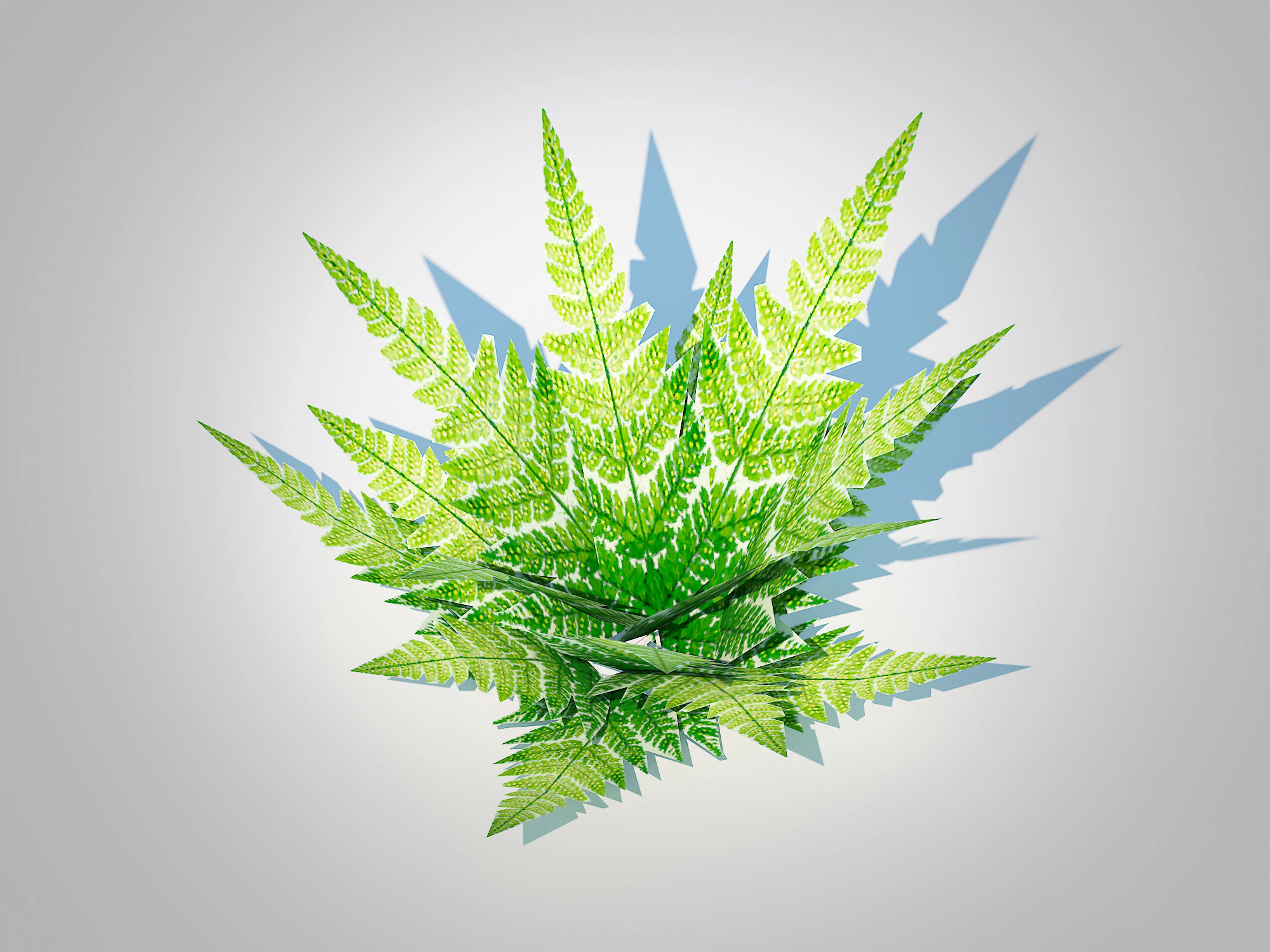 Dryopteris marginalis - wood fern 3D Model .c4d .max .obj .3ds .fbx .stl .blend 