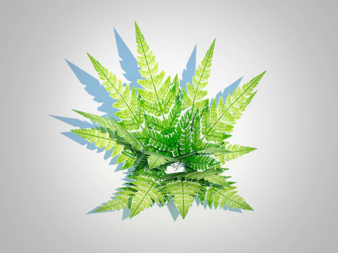 Dryopteris marginalis - wood fern 3D Model