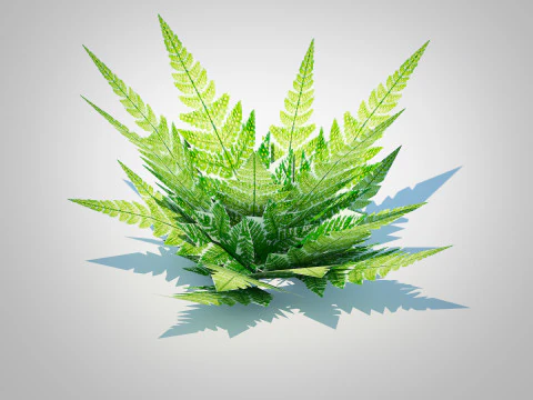 Dryopteris marginalis - wood fern 3D Model