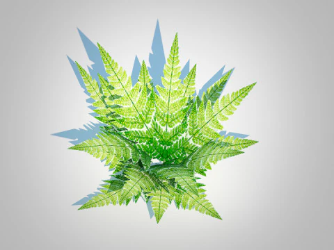Dryopteris marginalis - wood fern 3D Model