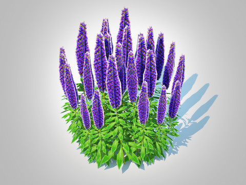 Echium candicans 3Dモデル