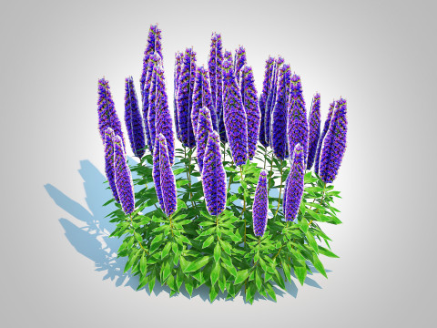 Echium candicans Modèle 3D