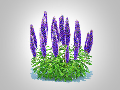 Echium candicans Modèle 3D